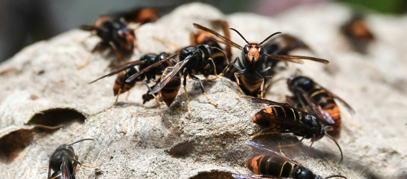 Frelons asiatiques sur leur nid