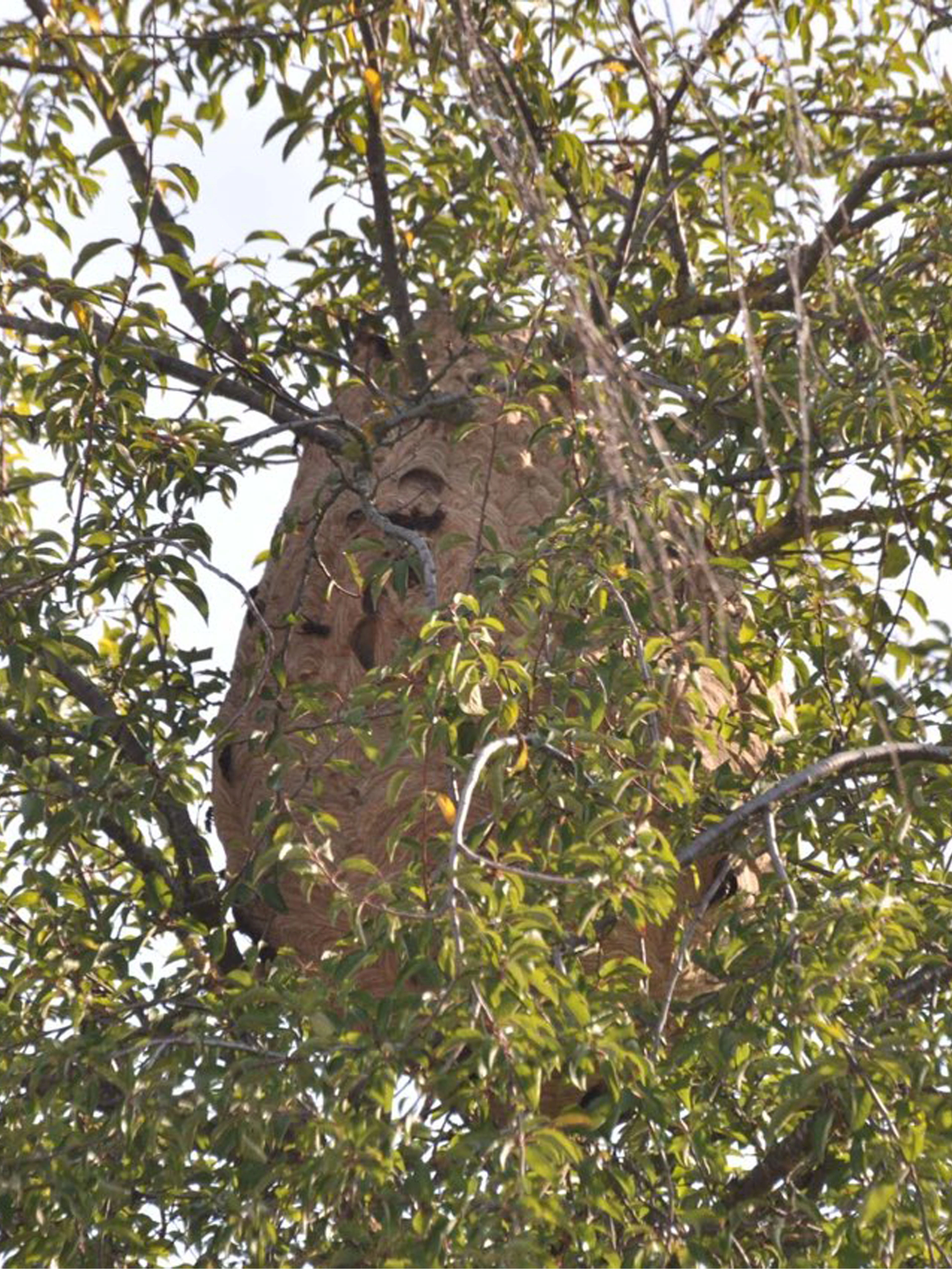 Nid de frelons asiatiques dans un arbre